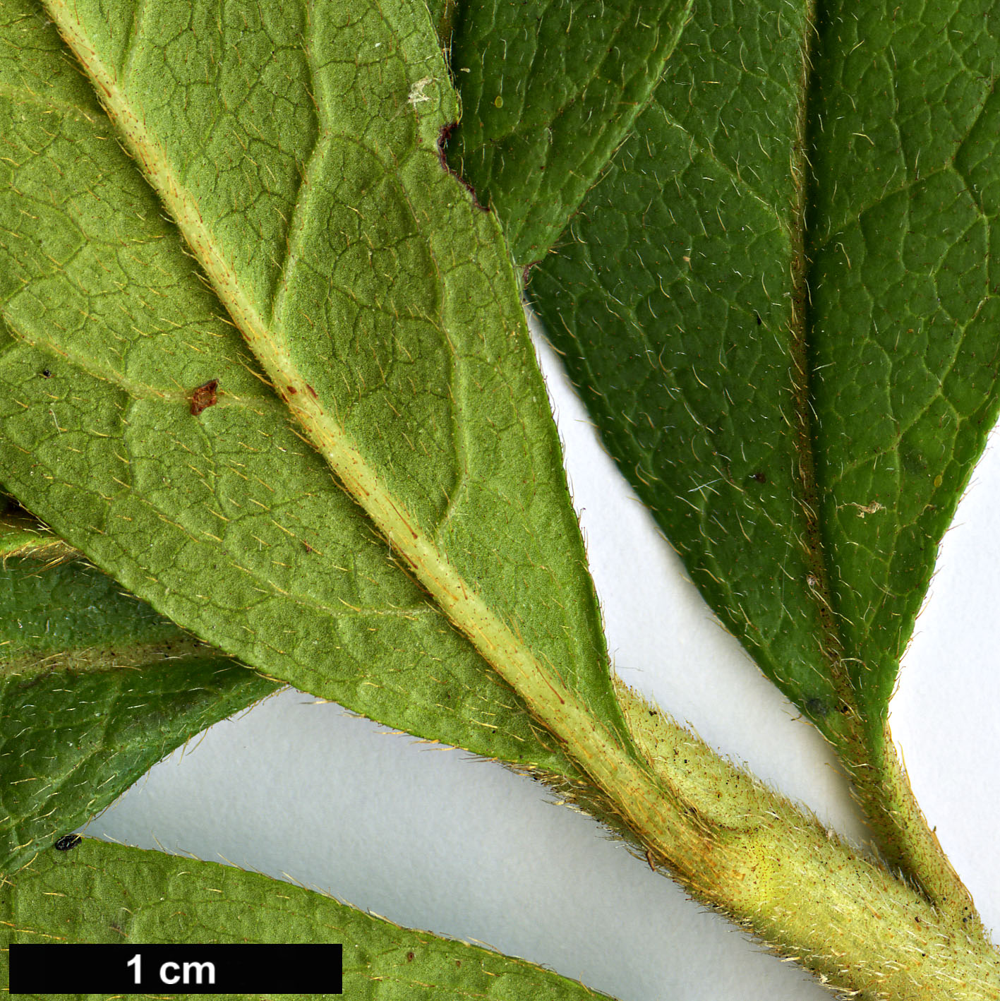 High resolution image: Family: Ericaceae - Genus: Rhododendron - Taxon: ×pulchrum (R.mucronatum × R.scabrum)